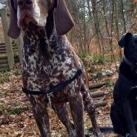 Hondenoppas werk Schilberg (Eijsden-Margraten): baasje van Choco en Djuli