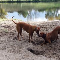 Hondenoppas werk Alkmaar: baasje van Ecko en Jedi