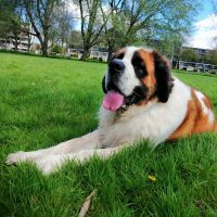 Hondenoppas werk Alphen aan den Rijn: baasje van Charlie en Bingo
