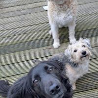 Hondenoppas werk Maarssen: baasje van Bimba en Buddy en Dex