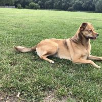 Hondenoppas adres Zoetermeer: Toby