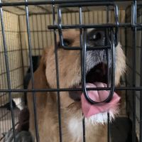 Hondenoppas Sint Pancras: Maxime