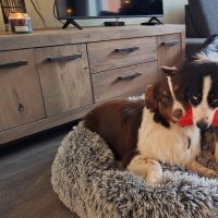 Hondenoppas adres Harderwijk: Floris en Tika 