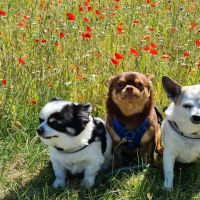 Hondenoppas werk Apeldoorn: baasje van Bounjy shaylo jayvie