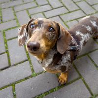 Hondenoppas werk Amsterdam: baasje van Pip