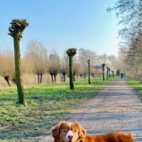 Hondenoppas werk Broek op Langedijk: baasje van Charlie