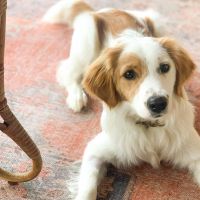Hondenoppas werk Rilland: baasje van Moes
