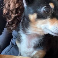 Hondenopvang Enschede: Jazlynn 