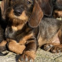Hondenoppas adres Berkel en Rodenrijs: Tibbe en Boet