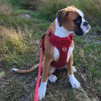 Hondenoppas werk Apeldoorn: baasje van Luca