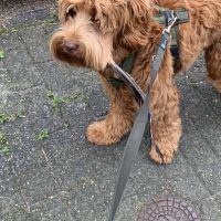 Hondenoppas werk Helmond: baasje van Toby