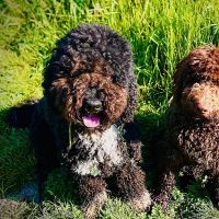 Hondenoppas adres Nieuwe-Niedorp: Daks en Figo