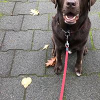 Hondenoppas werk Oisterwijk: baasje van Wibo