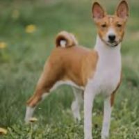 Hondenoppas werk Assen: baasje van Fula