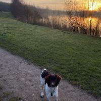 Hondenoppas werk Zutphen: baasje van Saartje