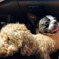Hondenoppas werk Leiderdorp: baasje van Koosje