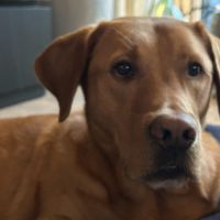 Hondenoppas werk Alkmaar: baasje van Gijs