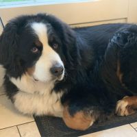 Hondenoppas werk Overveen: baasje van Tess