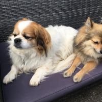 Hondenoppas werk Arnhem: baasje van Maxi, Amy