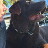 Hondenoppas werk Brielle: baasje van Cib