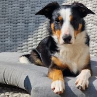 Hondenoppas werk Spijkenisse: baasje van Skye