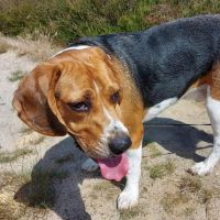 Hondenoppas werk Assen: baasje van Charlie