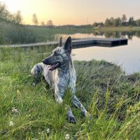 Hondenoppas werk Assen: baasje van Brody