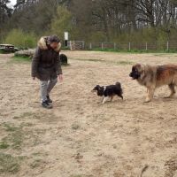 Hondenoppas werk Reuver: baasje van Pidoux en Senna