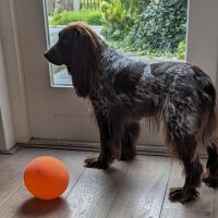 Hondenoppas werk Pijnacker: baasje van Alicia