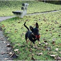 Hondenoppas werk Bodegraven: baasje van Jimmy
