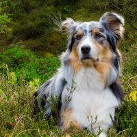 Hondenoppas werk Vasse: baasje van Buddy
