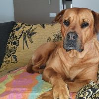 Hondenoppas werk Helmond: baasje van Binq