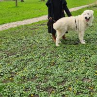 Hondenoppas werk Wijchen: baasje van Yogi