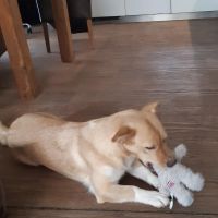 Hondenoppas werk Brunssum: baasje van Carmel