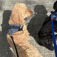 Hondenoppas werk Groningen: baasje van Bruno en Billy