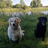 Hondenoppas werk Den Bosch: baasje van Luna en Mikkie