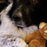 Hondenoppas werk Alkmaar: baasje van Beau