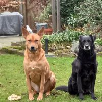 Hondenoppas werk Nijkerk: baasje van Jake en Noah