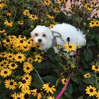 Hondenoppas werk Heerhugowaard: baasje van Abby