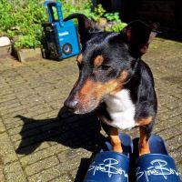 Hondenoppas adres Enschede: Sammy 