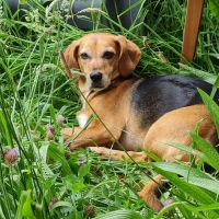 Hondenoppas werk Krommenie: baasje van Milly