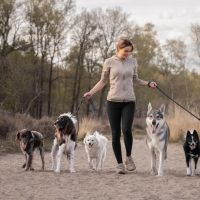 Hondenopvang Amersfoort: Dog-Venture 