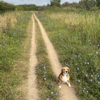 Hondenoppas werk Vlissingen: baasje van Fleur