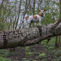 Hondenoppas werk Beverwijk: baasje van Koos