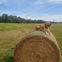 Hondenoppas werk Hengelo (Overijssel): baasje van Boef