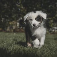 Hondenoppas werk Alphen aan den Rijn: baasje van Teddy