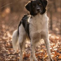 Hondenoppas werk Zoetermeer: baasje van Rocky