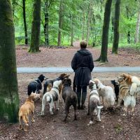 Hondenuitlaatservice Oosterbeek: Maartjekwispelstaartje