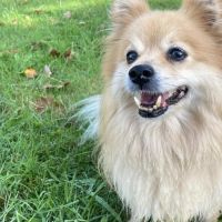 Hondenoppas werk Zuidhorn: baasje van Pixel