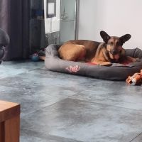 Hondenoppas werk Oosterblokker: baasje van Charly 